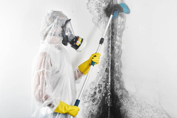 Best Forensic Mold Investigation  in Bisbee, AZ