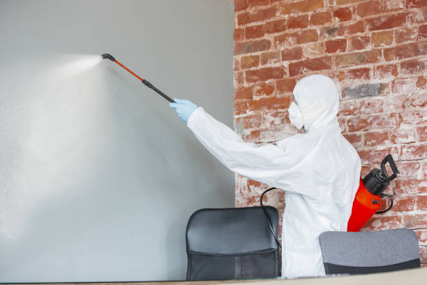 Best Residential Mold Inspection & Testing  in Bisbee, AZ