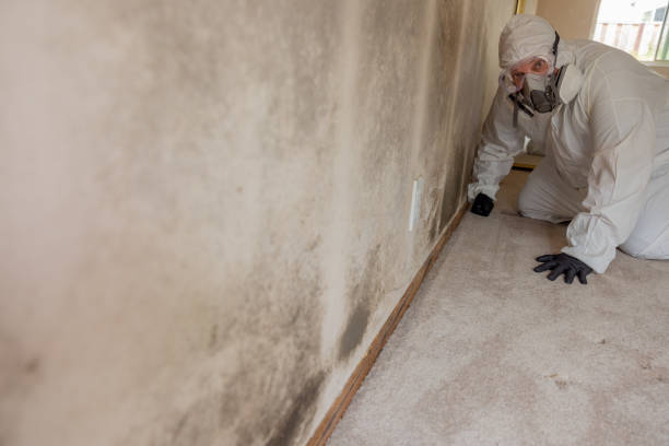 Best Mold Remediation for Healthcare Facilities  in Bisbee, AZ